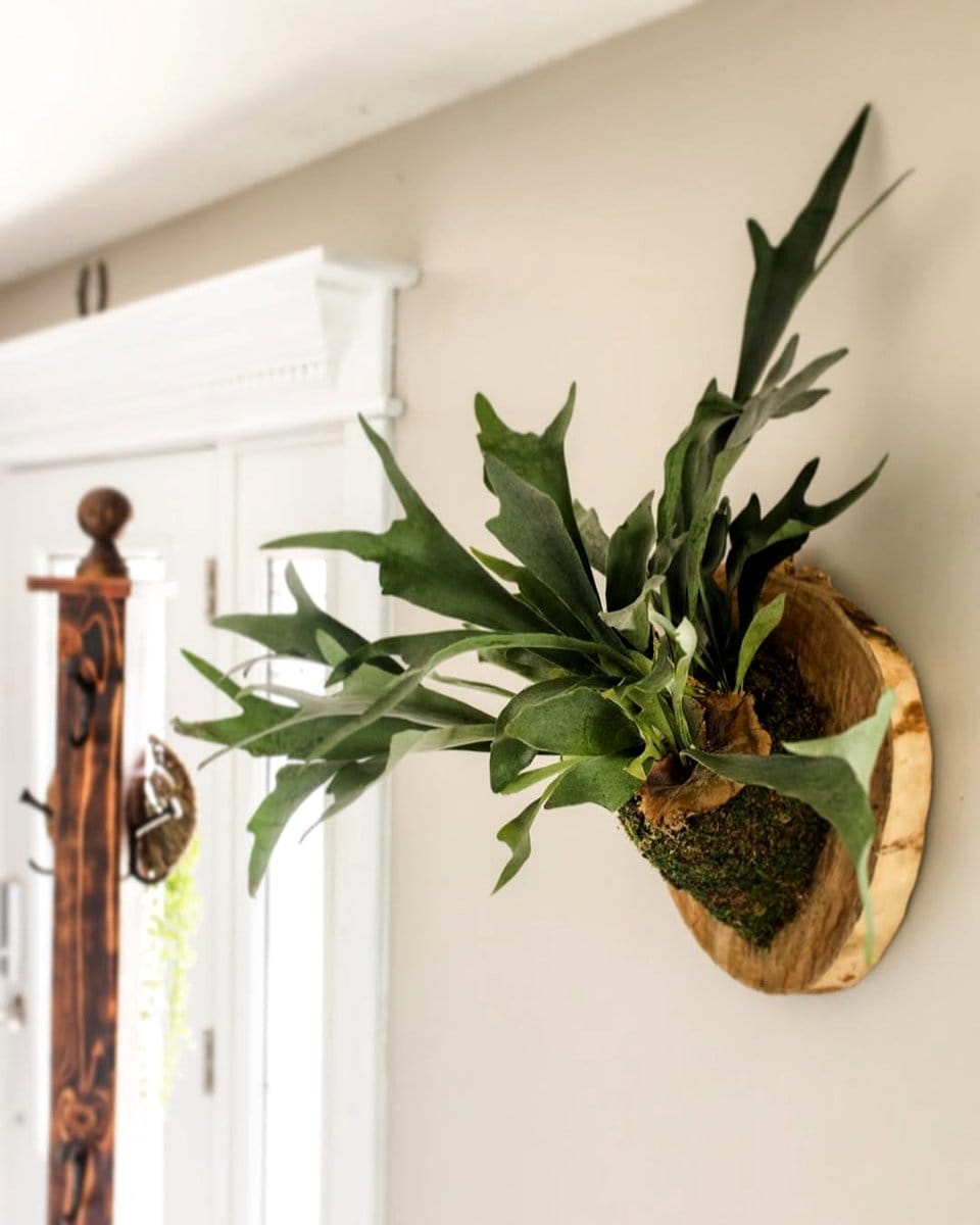 staghorn fern mounted in home office