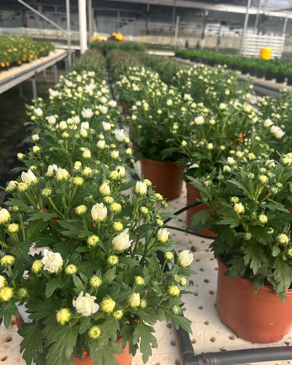 chrysanthemum in colorful pot