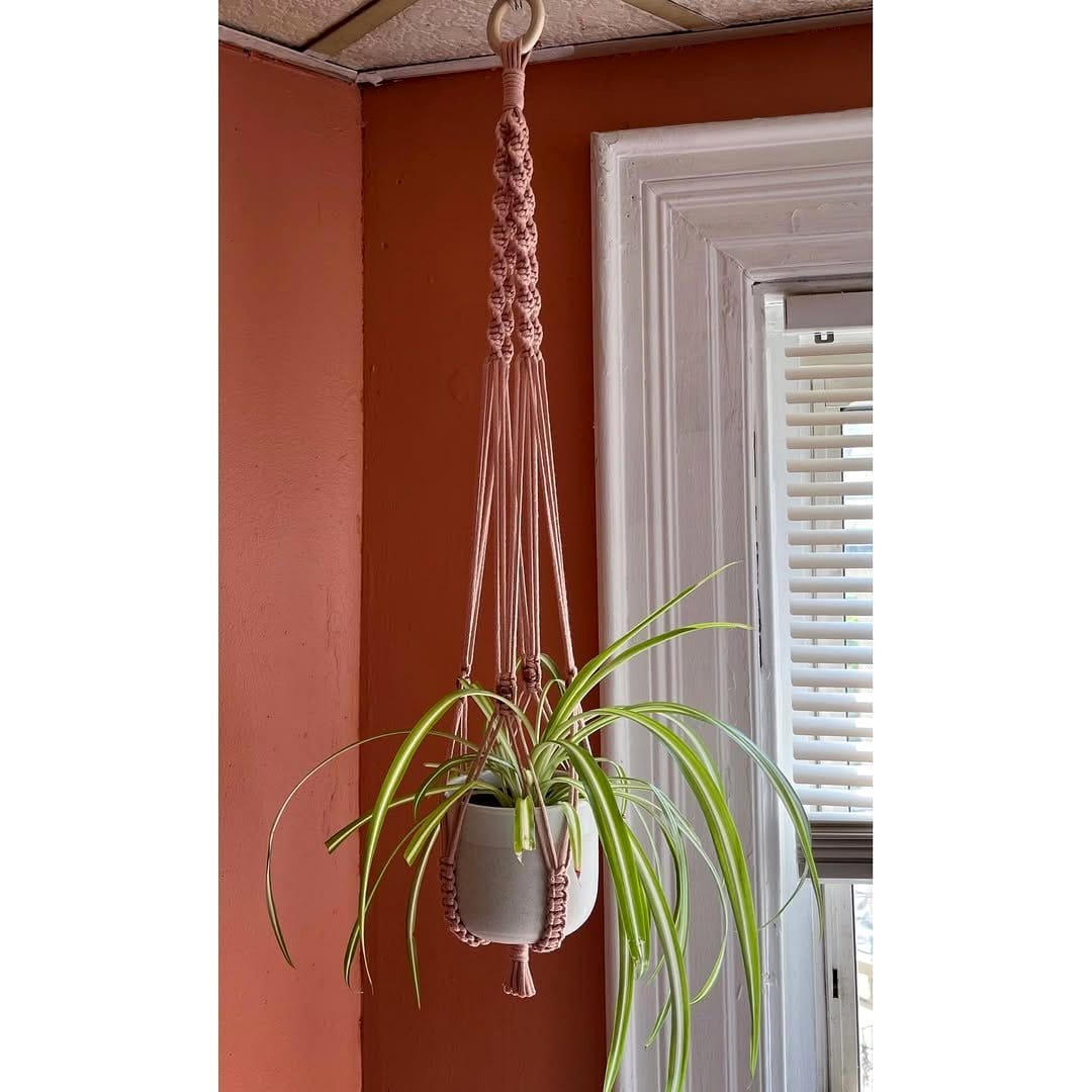 spider plant in a macramé hanger near a window