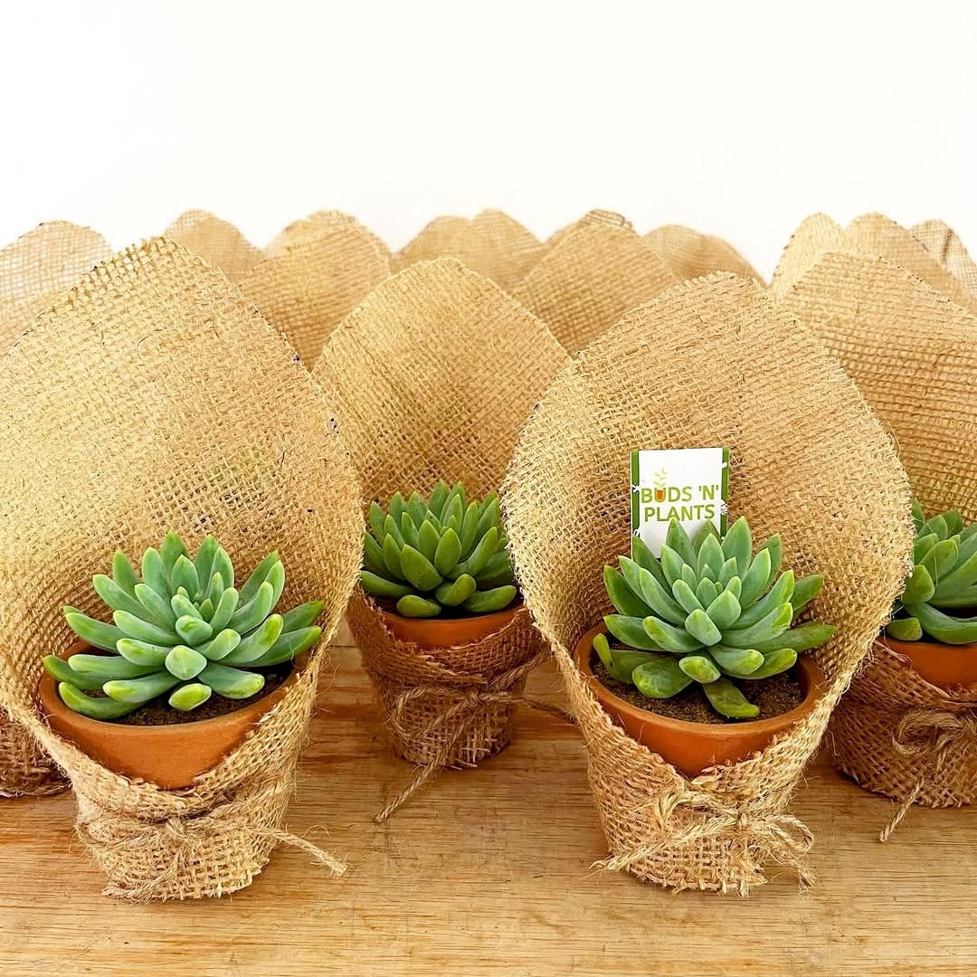 shoe organizer with succulents