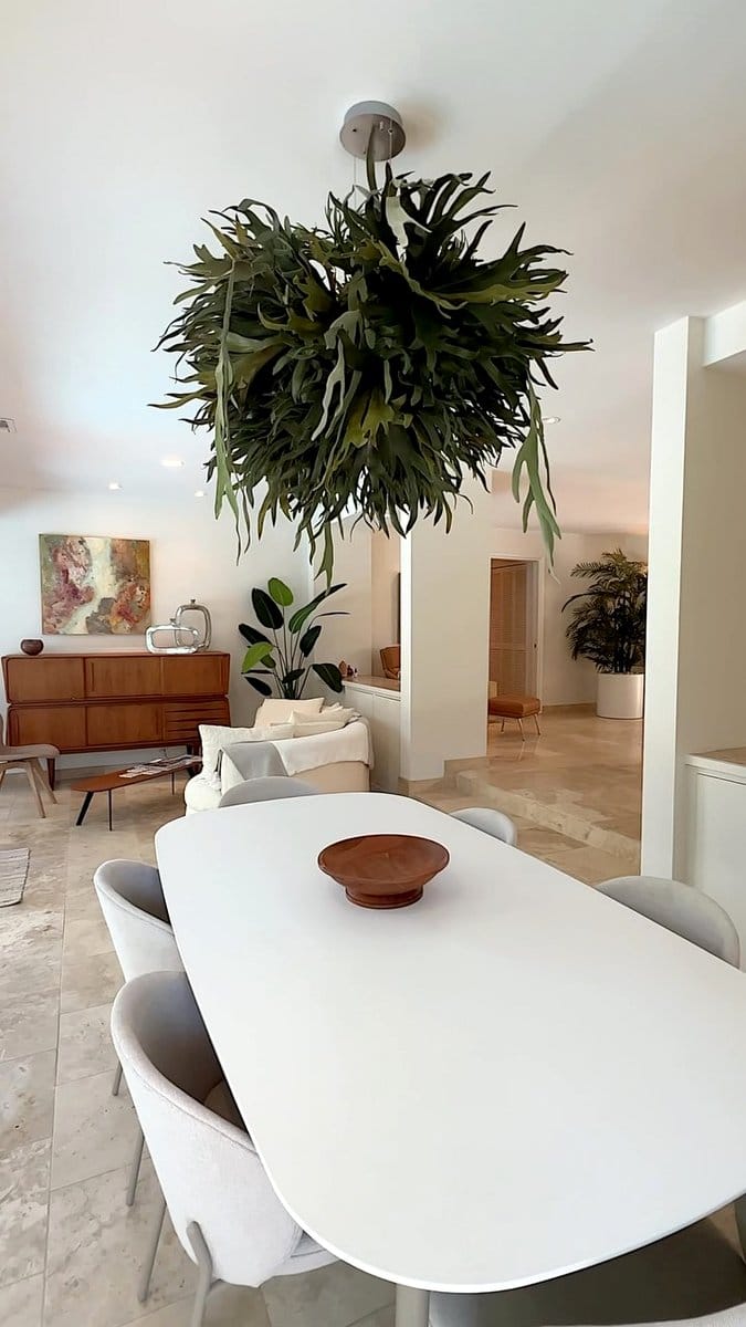 staghorn fern in dining area