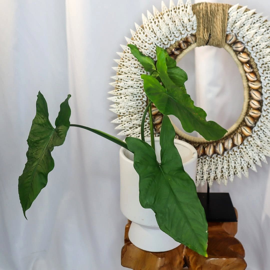 Textured leaf variety indoor plants