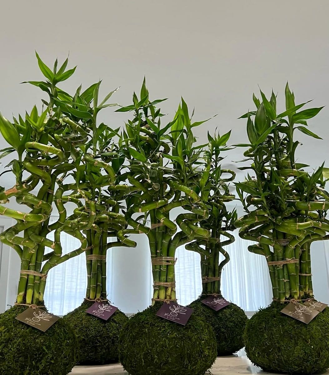 kokedama centerpiece on dining table