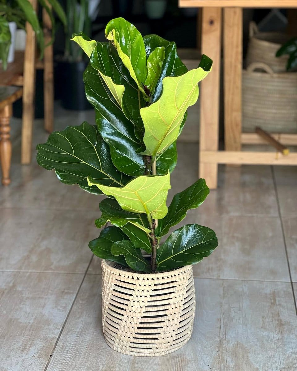woven seagrass basket with fiddle leaf fig