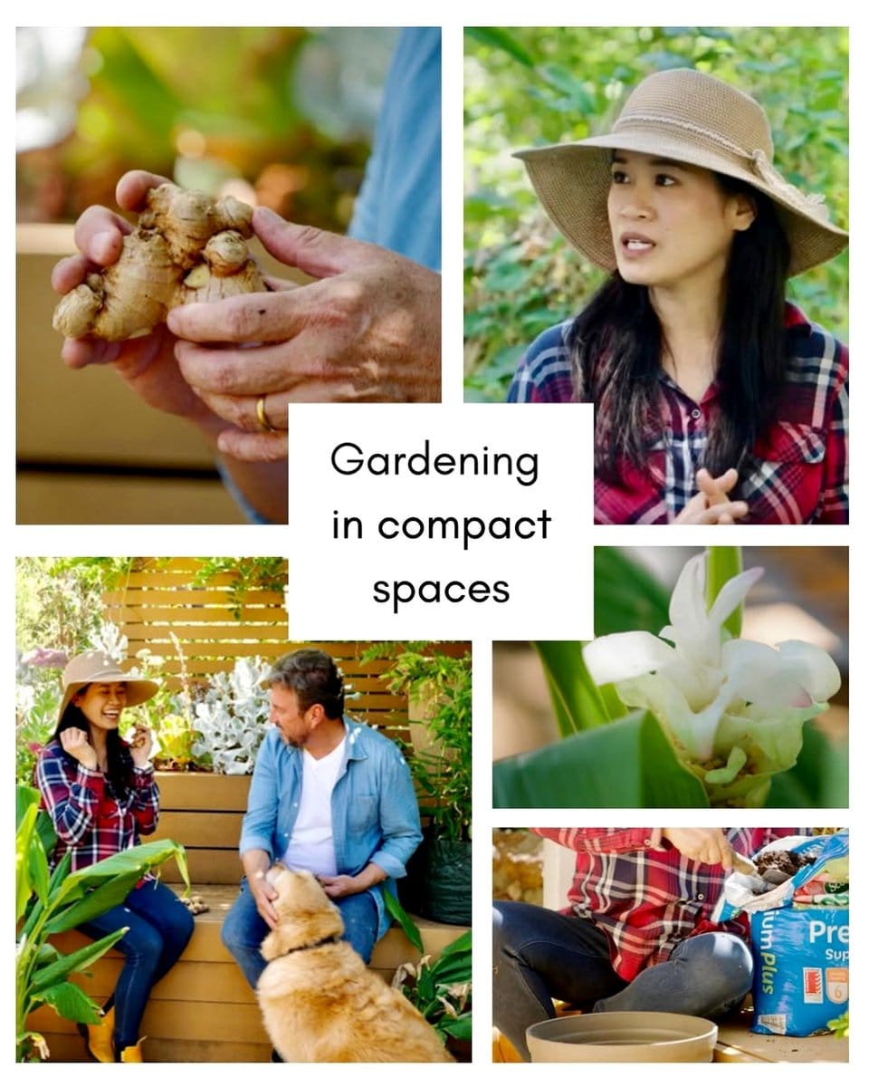 ginger, turmeric, and galangal in small planters