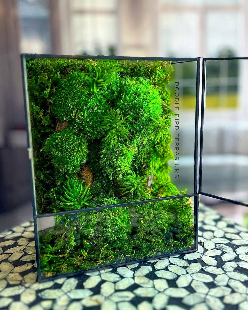 lush green moss in a terrarium