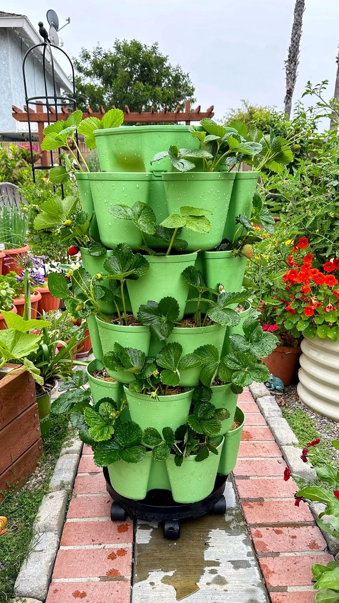 tiered colander herb tower
