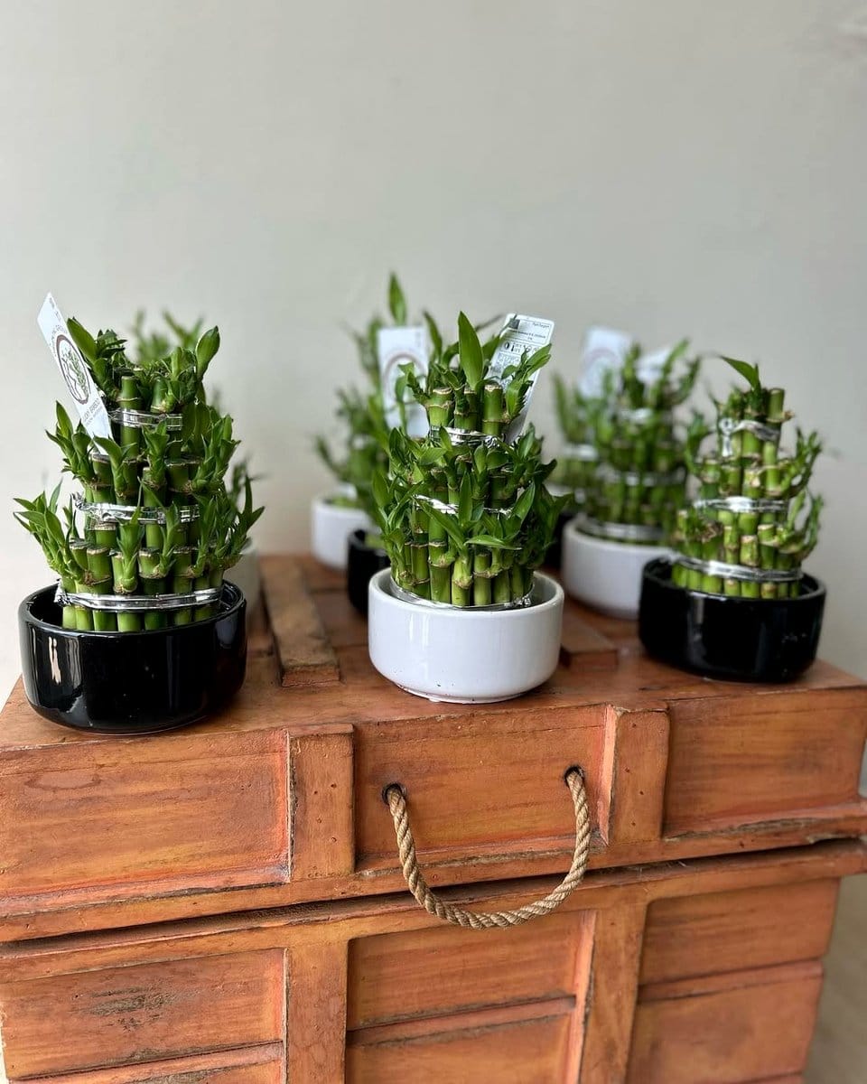 lucky bamboo on cabinet