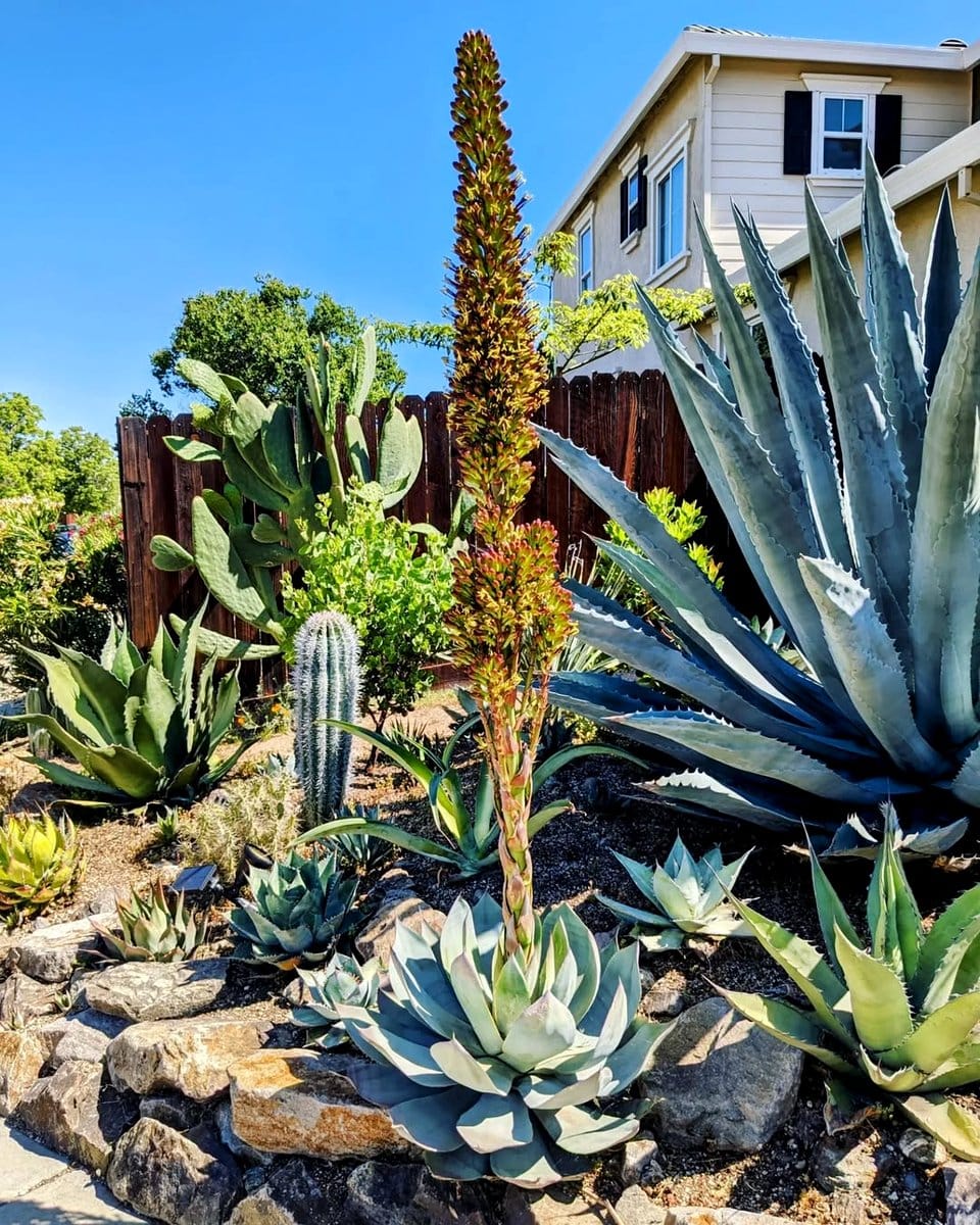 Agave and Yucca in desert landscape