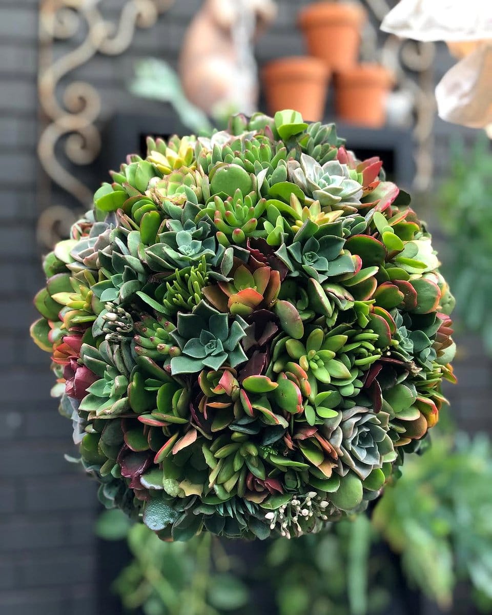 various succulent plants