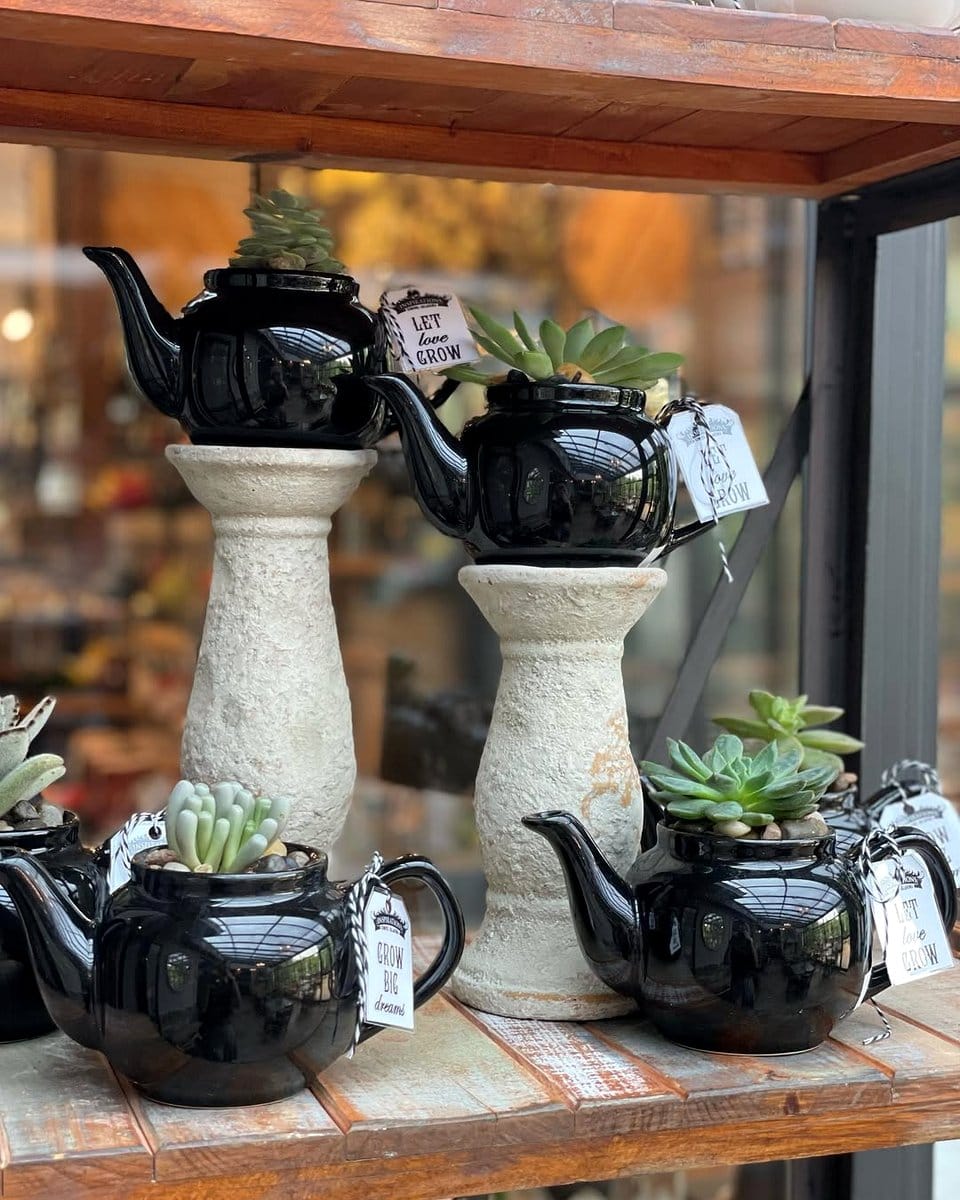 rustic teapot with succulents