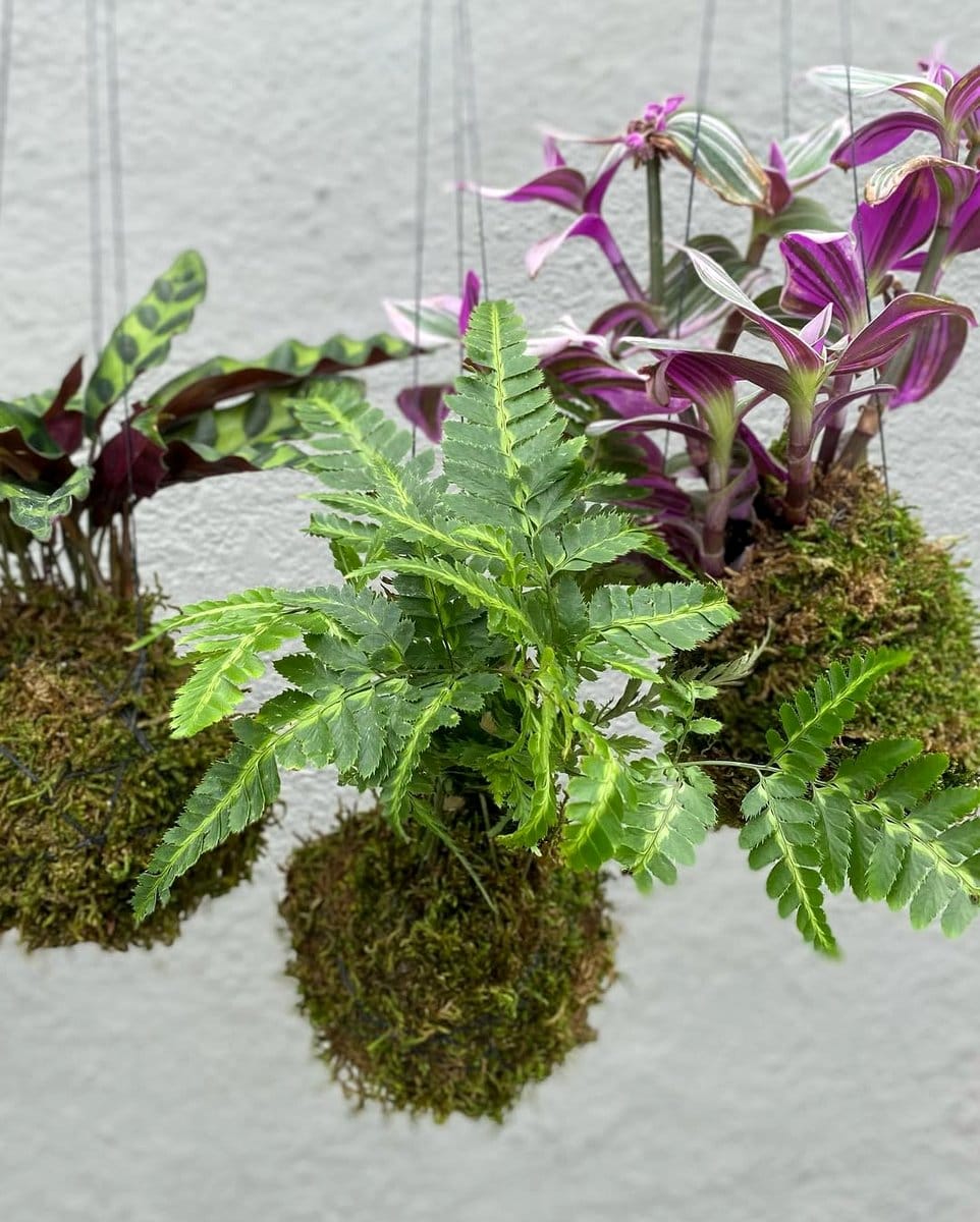 kokedama hanging in outdoor patio