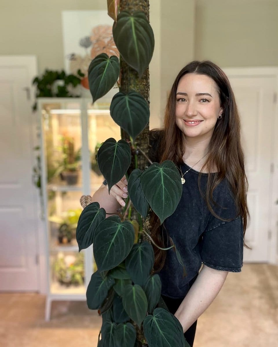 Philodendron Micans trailing down shelf