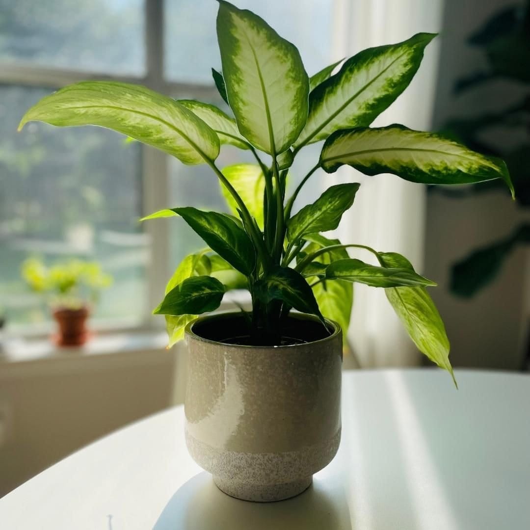 Striking dumb cane in sleek pot