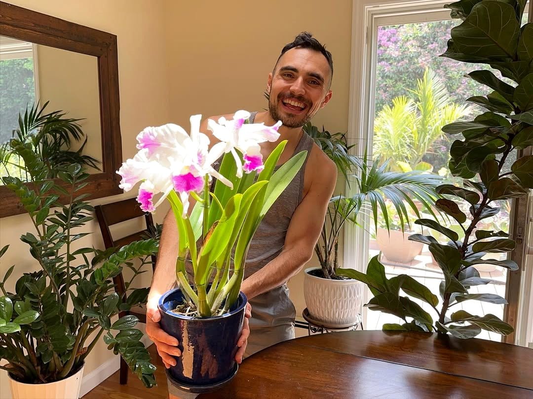 orchid plant on a windowsill