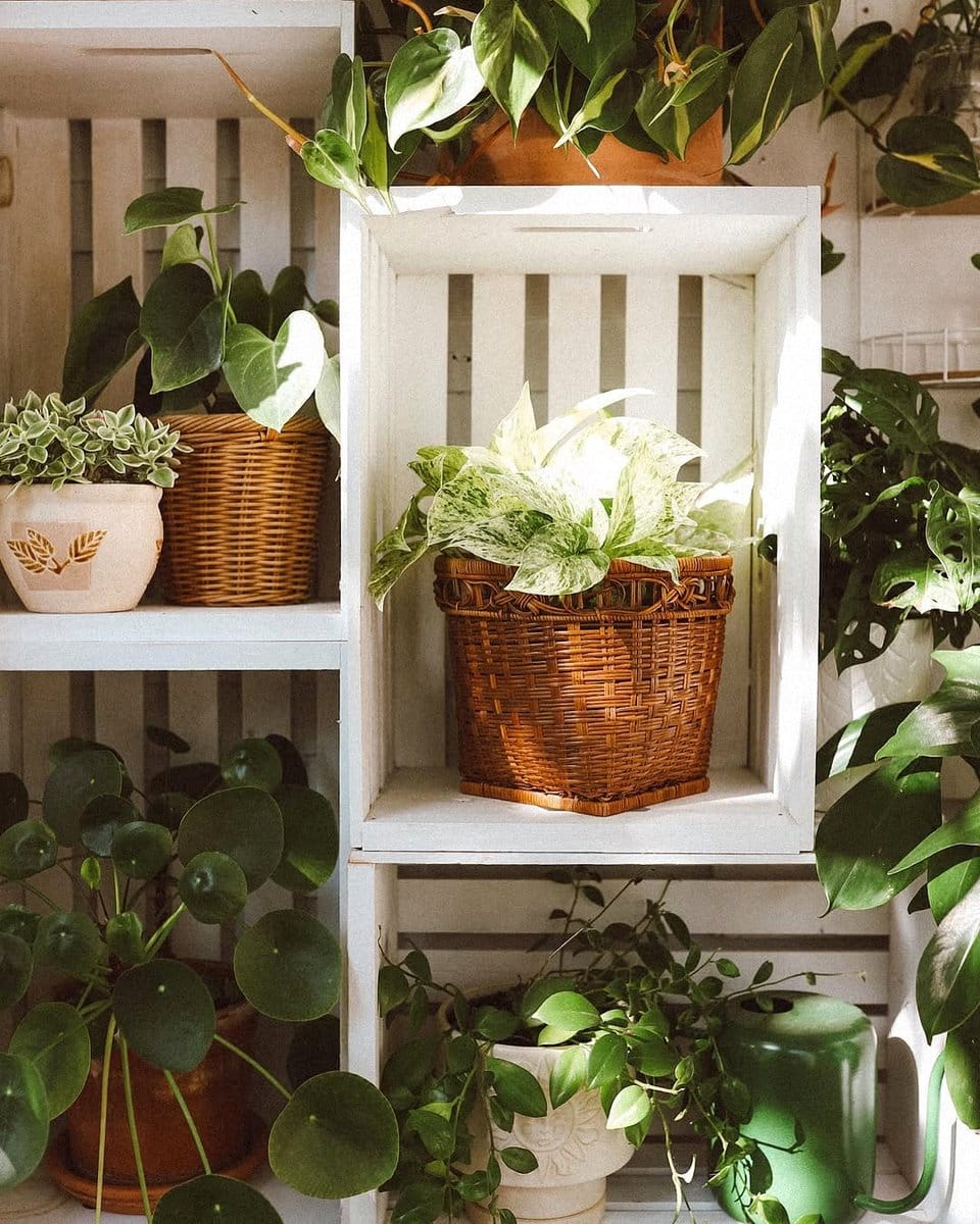 cacti collection in sunroom