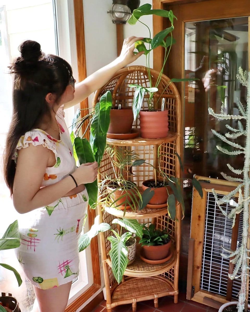 corner shelf with plants