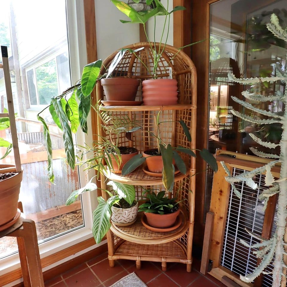 Orchids on wrought iron stand in indoor setting