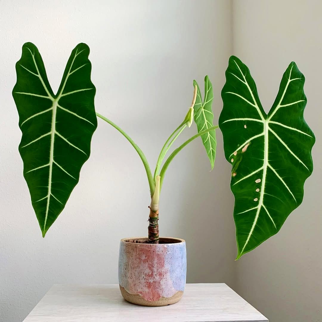 Alocasia 'Frydek' with velvet leaves