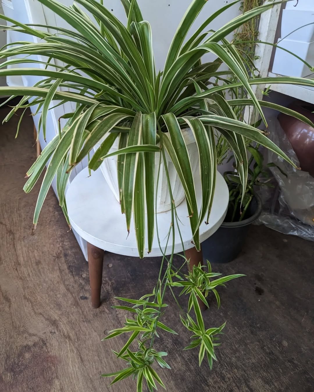 Lush spider plant in terracotta pot