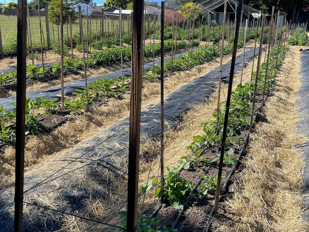 different plant heights