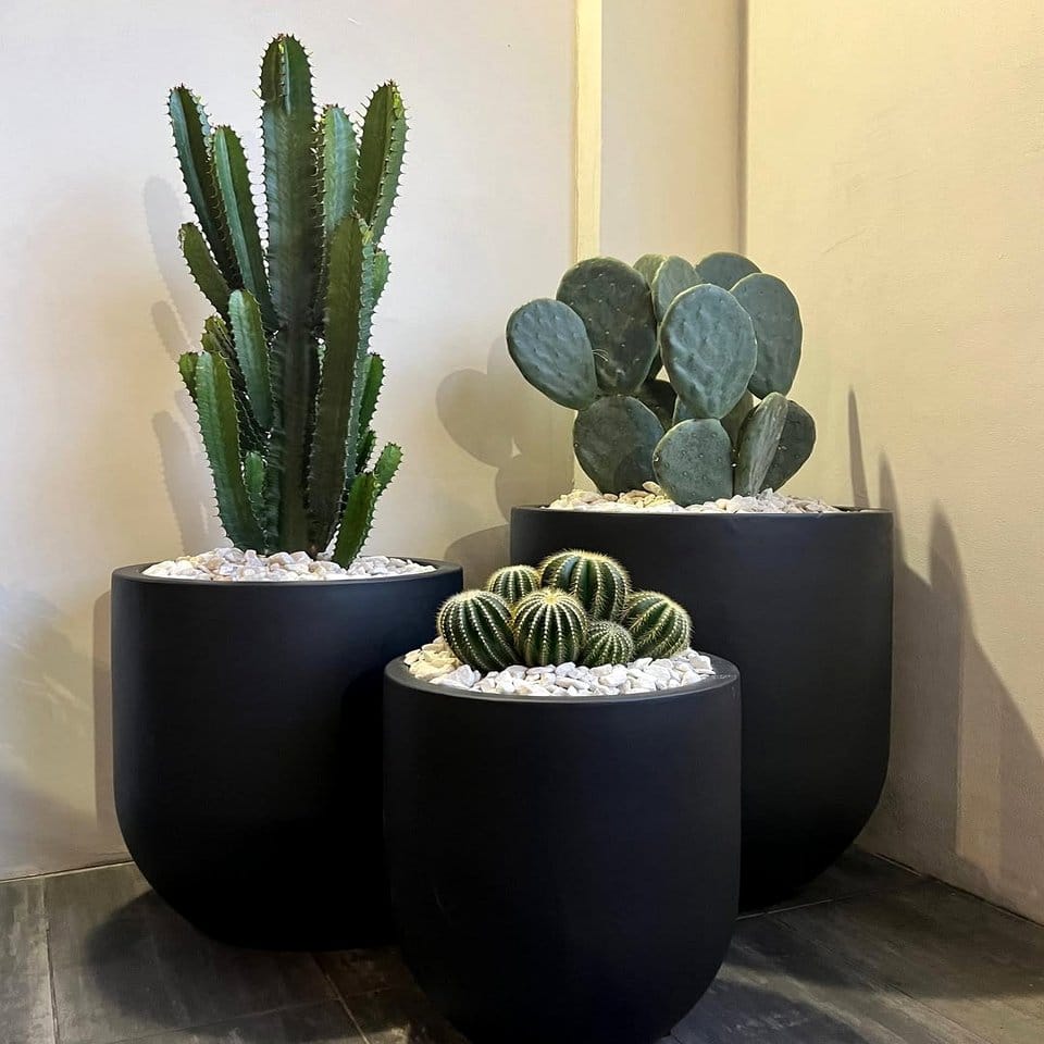 Three identical cactus pots on a windowsill