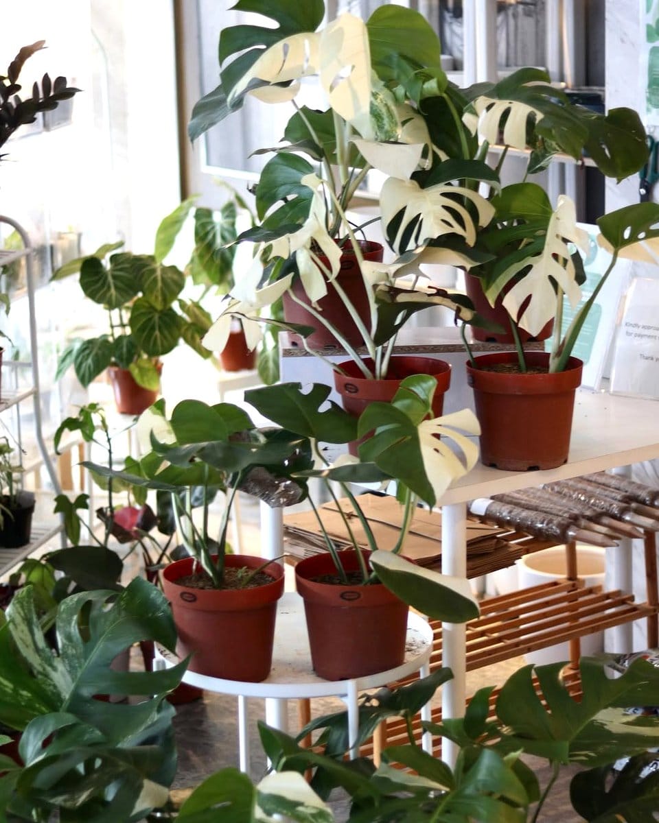 Monstera Albo with white splotches