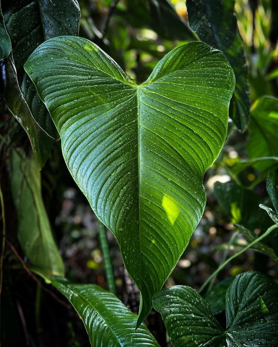 philodendron with heart-shaped leaves