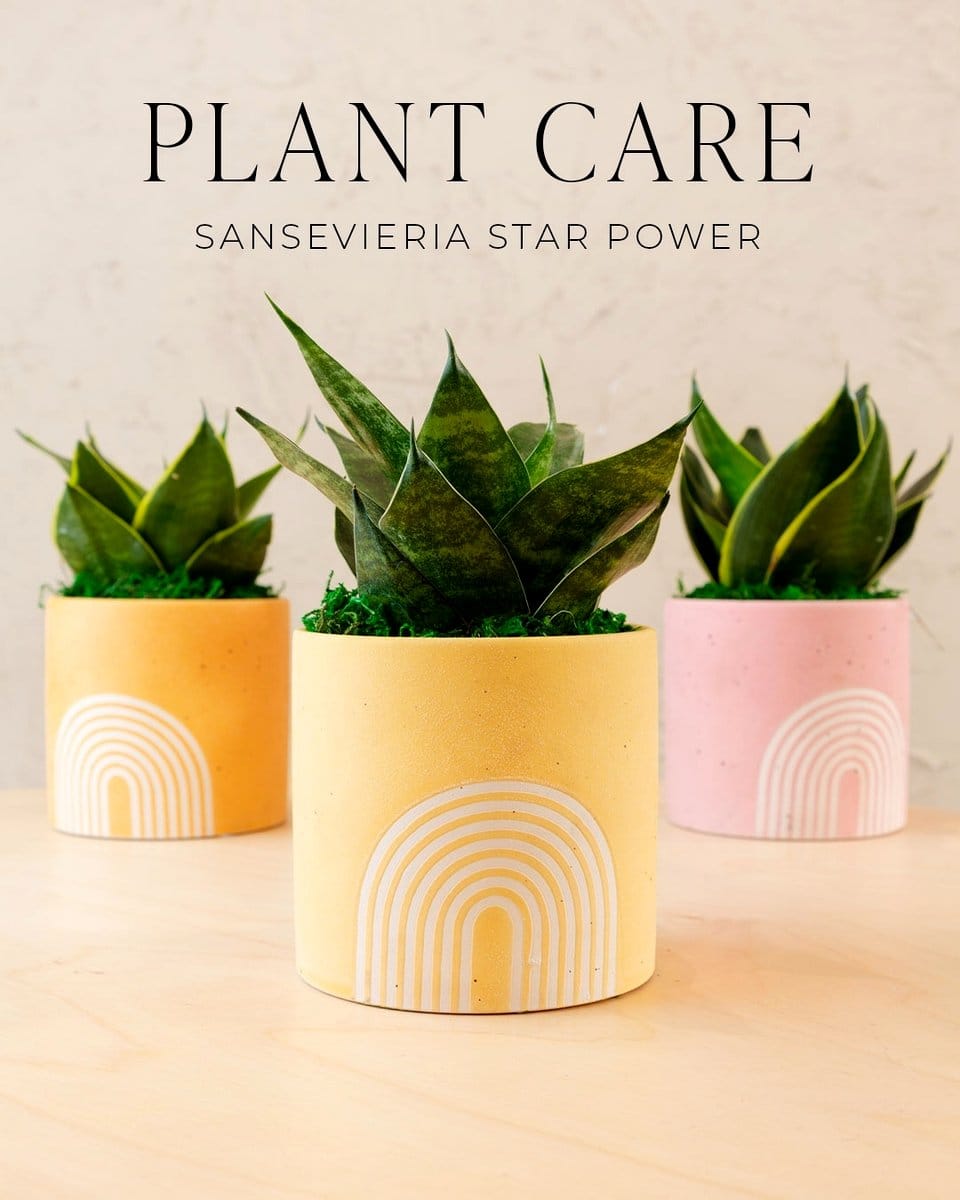 snake plant in office