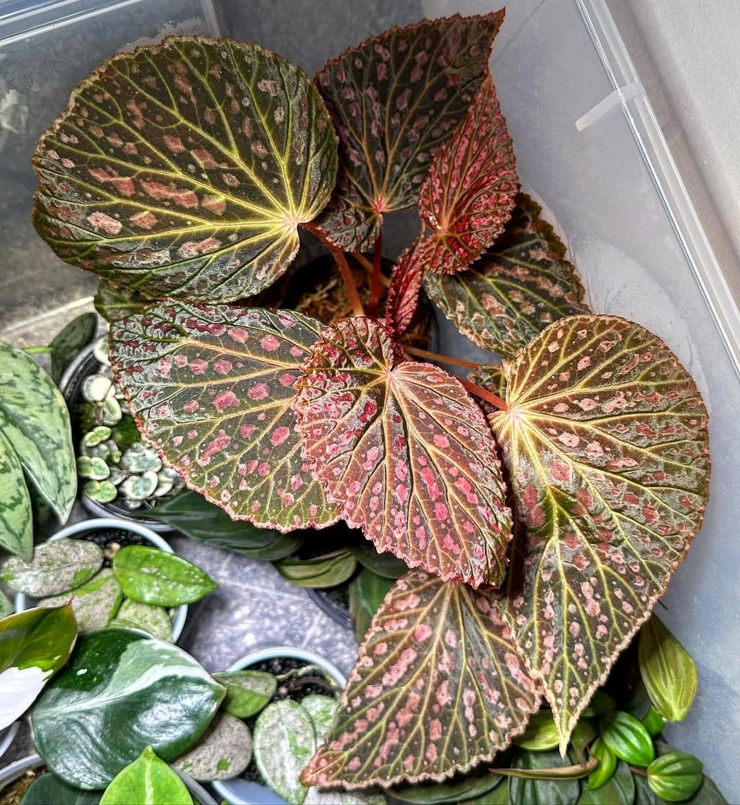 begonia and calathea in colorful pots
