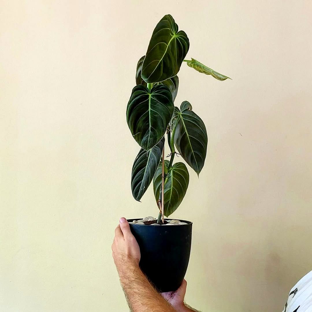 Philodendron Melanochrysum with glossy leaves