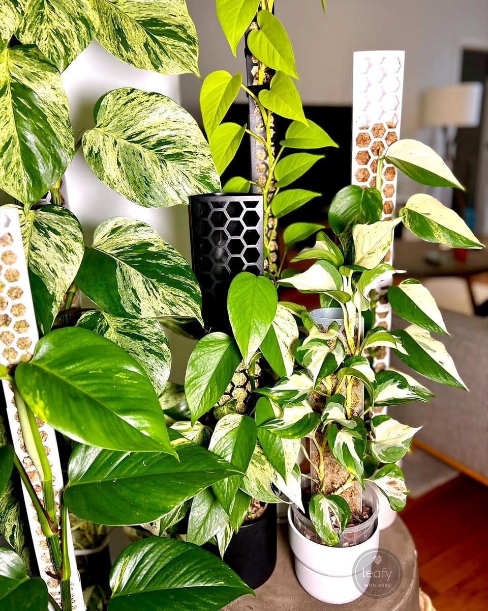 dense cluster of tropical plants