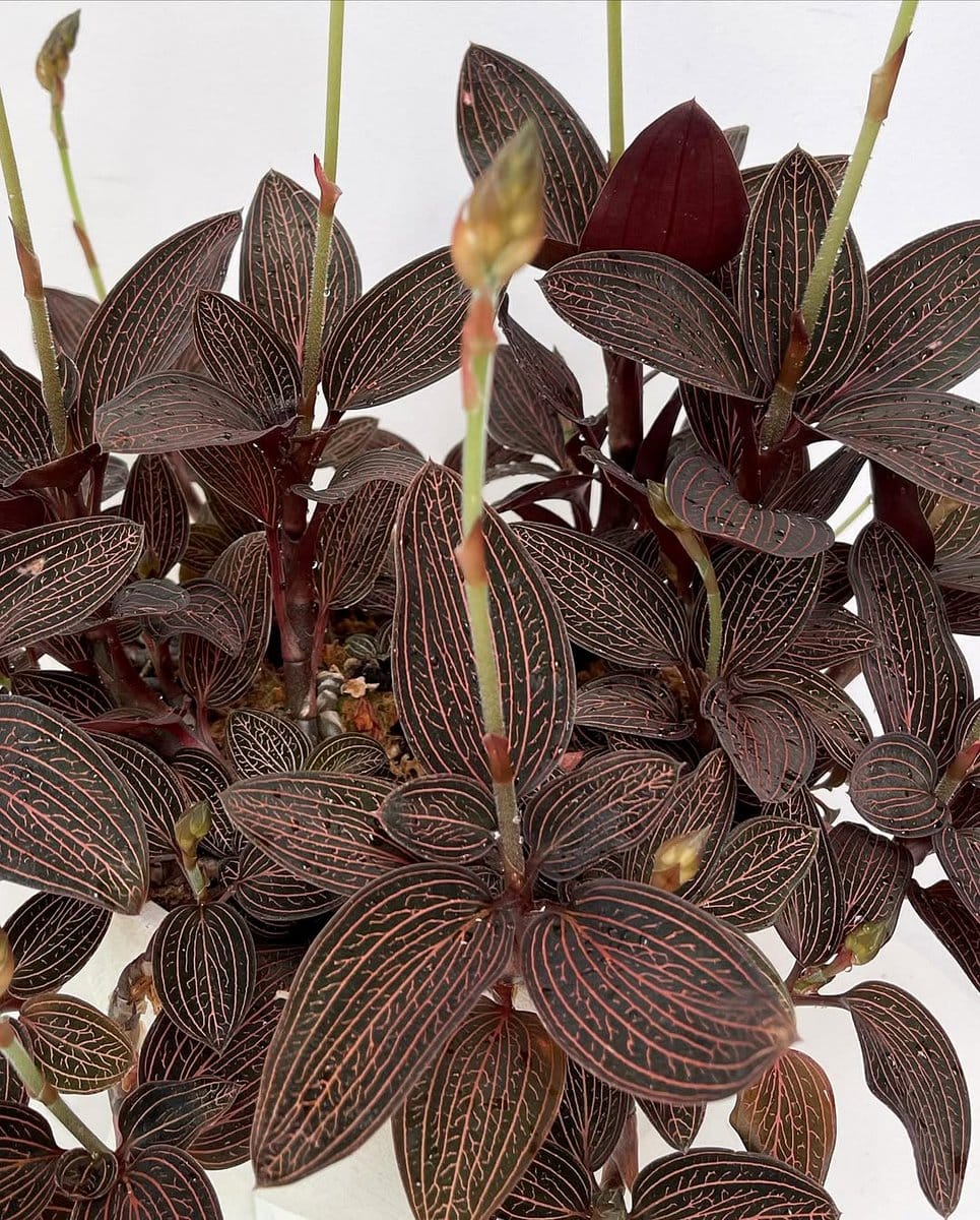 floating shelves with potted succulents