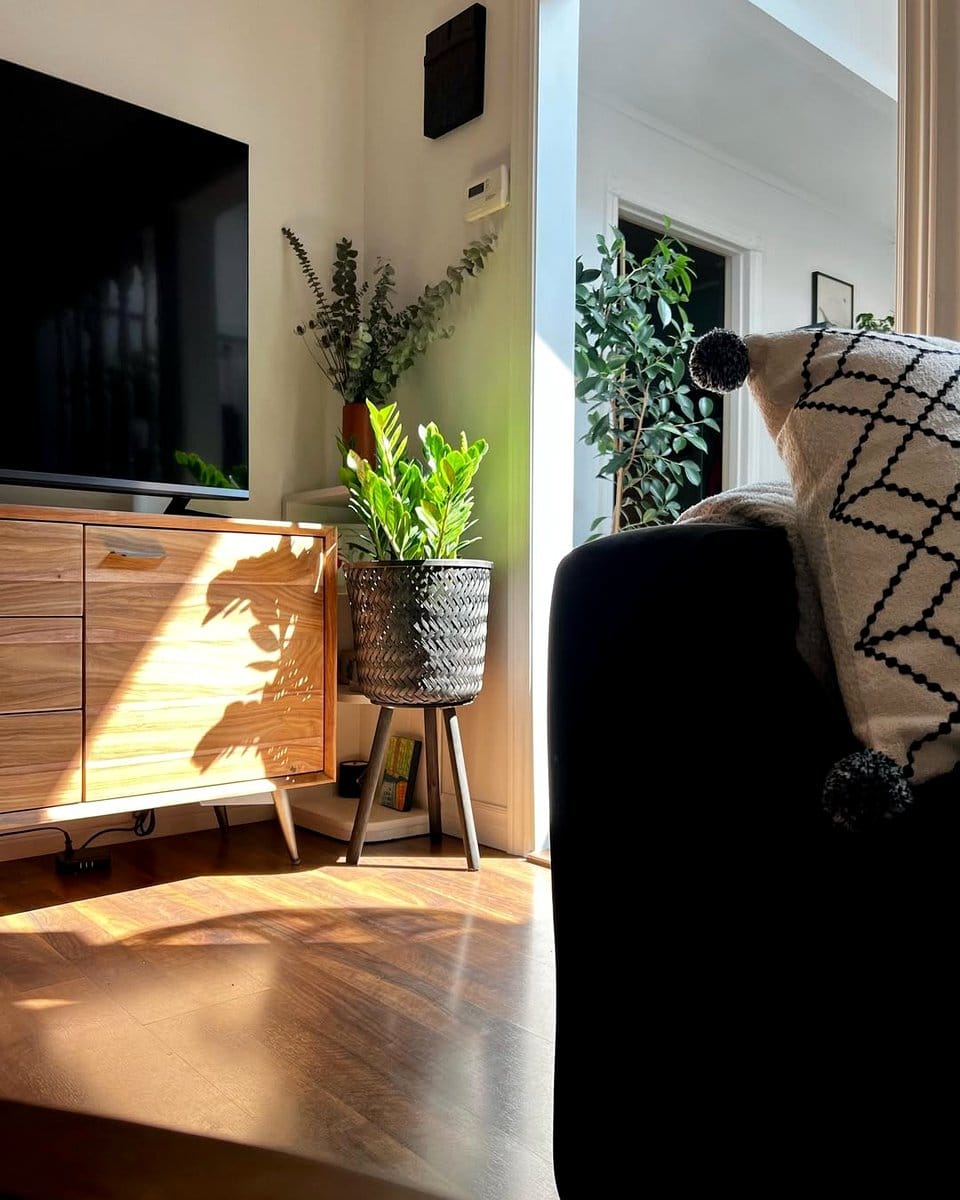 zz plant in a ceramic planter on a shelf