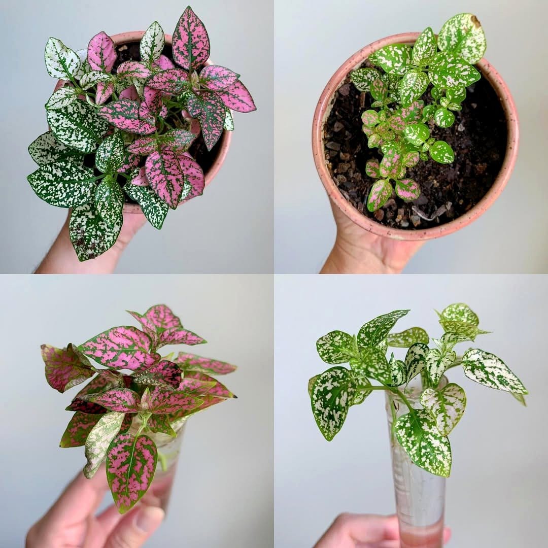 polka dot plant in decorative pot