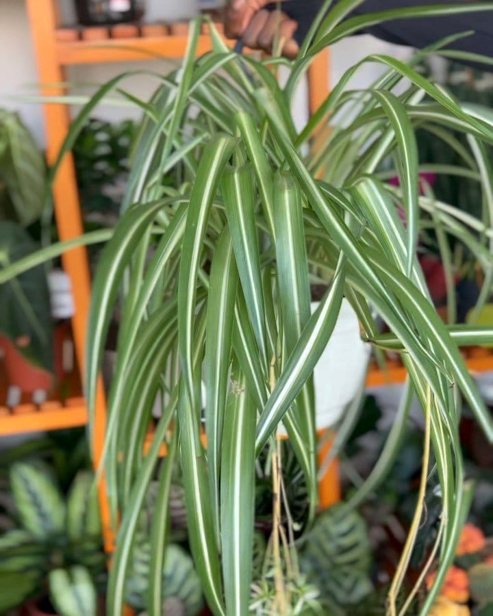 Spider Plant and Oyster Plant on windowsill