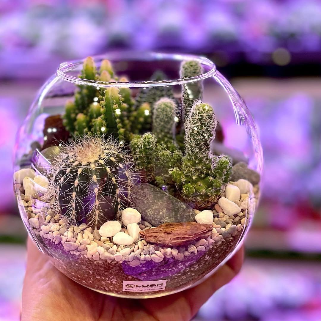 Lush lettuce in clear glass jars