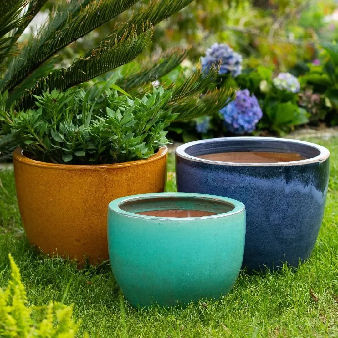 Vibrant jade plant in glazed ceramic pot