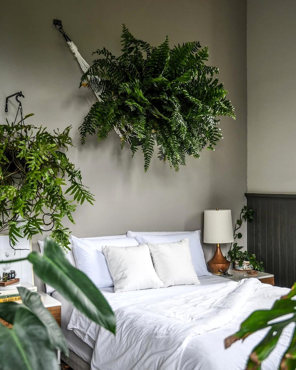 Boston fern and spider plant on shelf