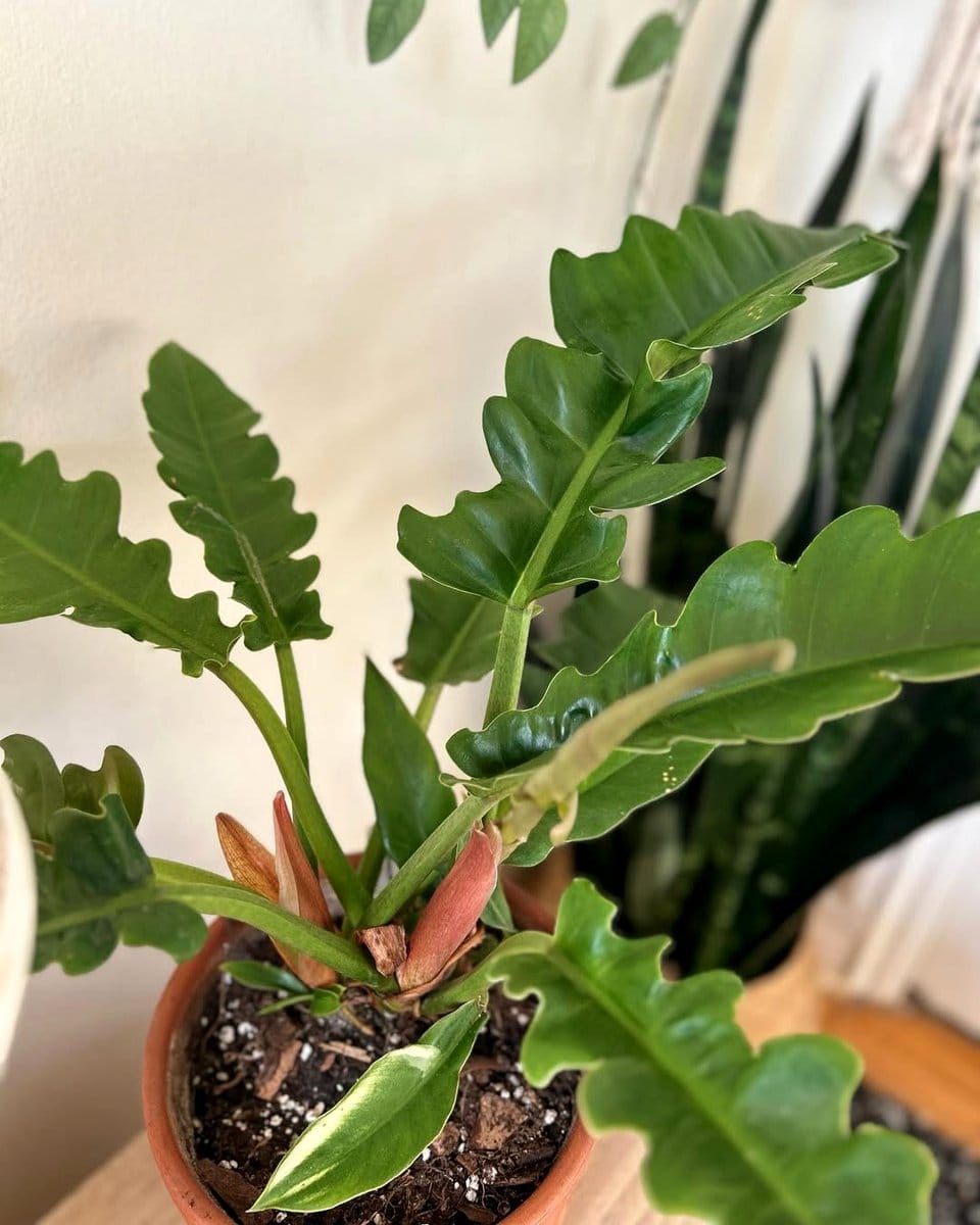 philodendron narrow escape with narrow leaves