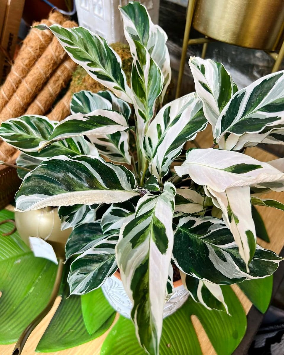 calathea collection with variegated leaves