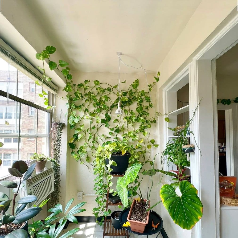 Climbing ivy on an indoor trellis