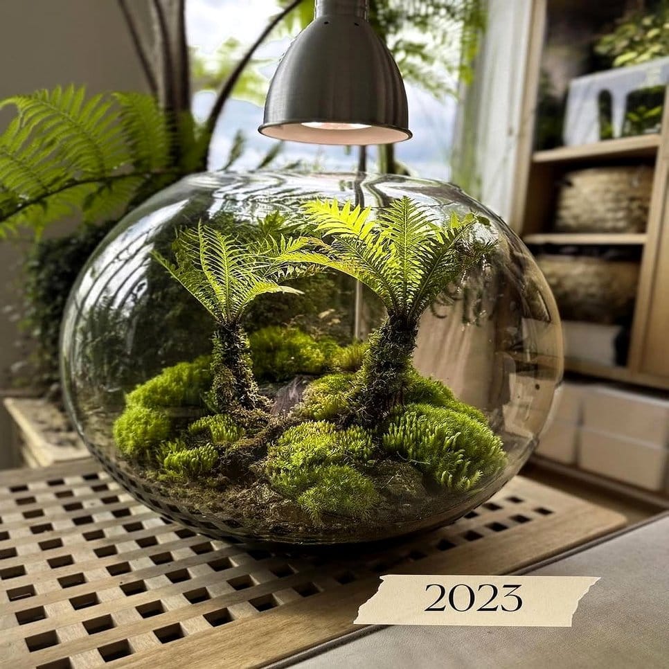 Hollowed tree stump with ferns