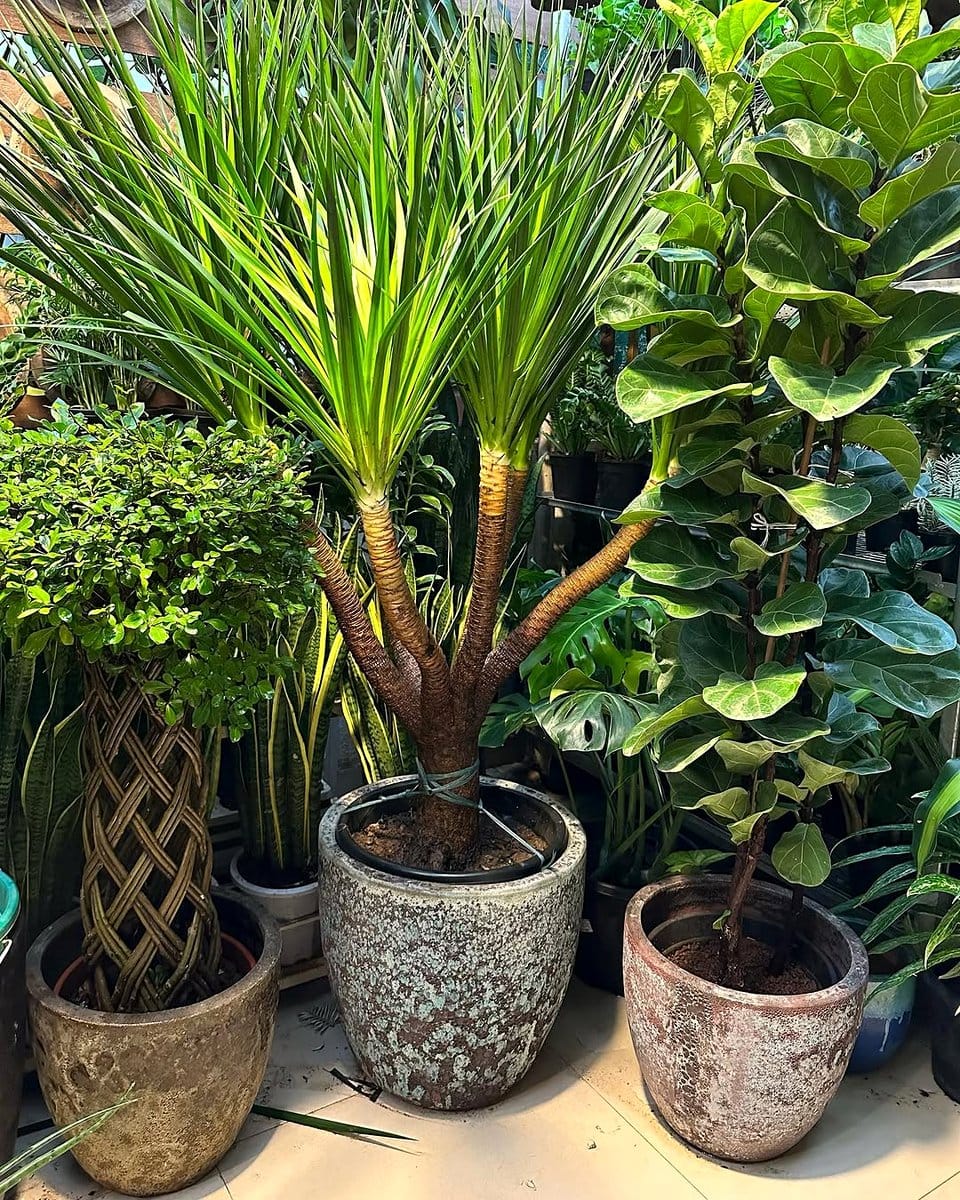 dracaena plant cluster