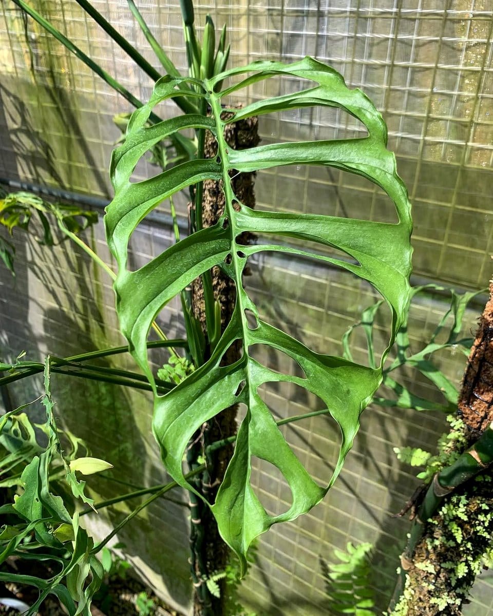 Monstera Obliqua in decorative pot