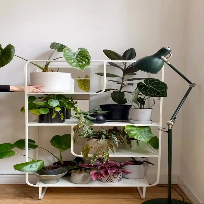 Stylish shelf with diverse potted plants