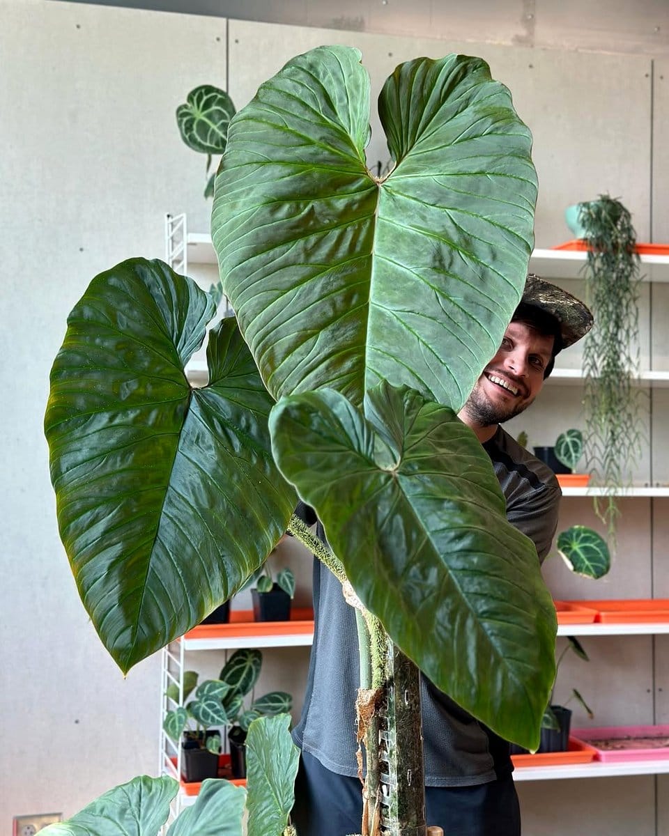 Philodendron Verrucosum with fuzzy leaves