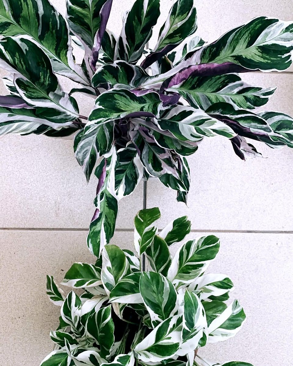 calathea white fusion on windowsill