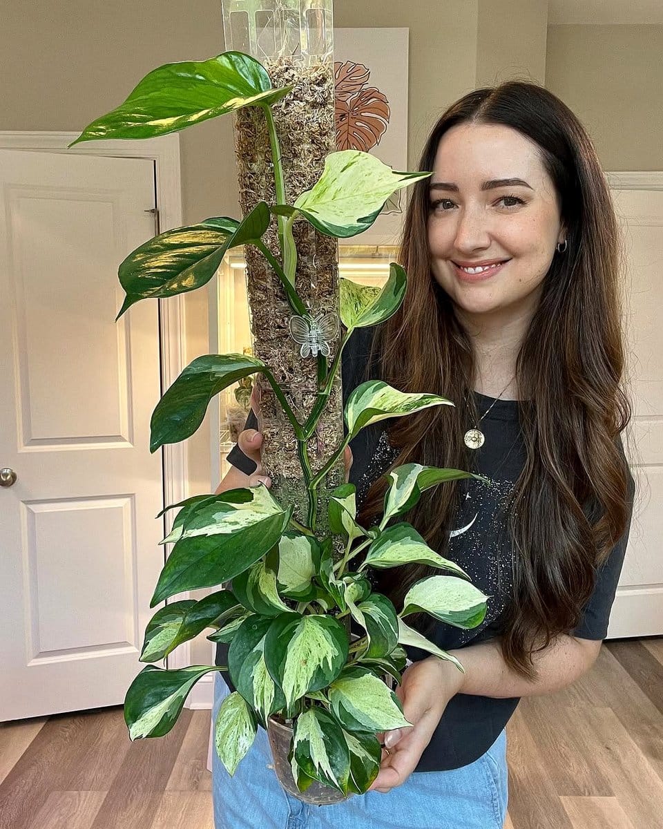 hutch with trailing pothos vines