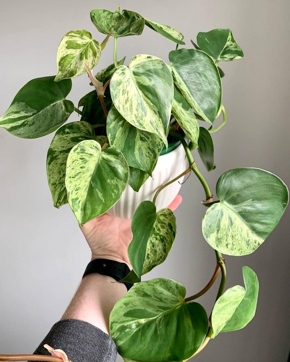heartleaf philodendron in hanging planter on airy windowsill